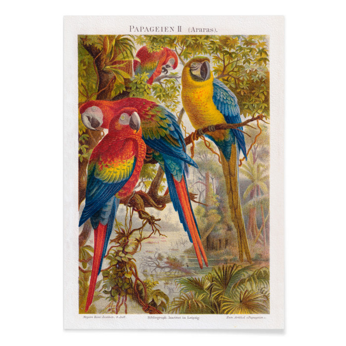 Parrots II