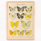 Farfalle esotiche Pl.021