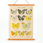 Exotic butterflies Pl.021