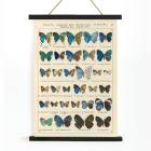 Farfalle esotiche Pl.097