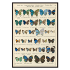 Papillons exotiques Pl.097