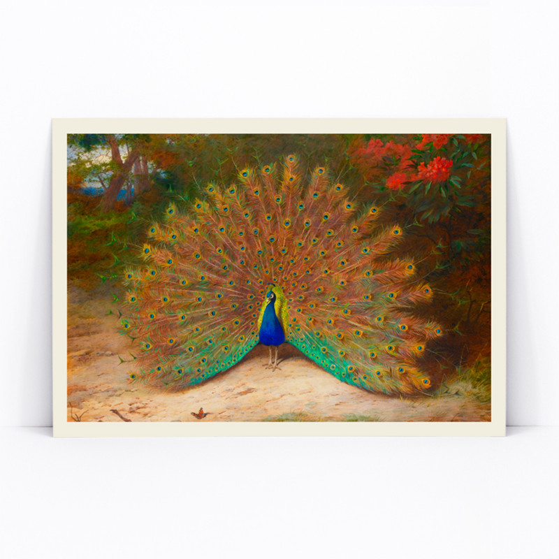 Peacock And Peacock Butterfly