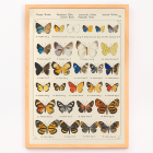Farfalle esotiche Pl.093