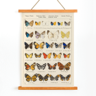 Papillons exotiques Pl.093