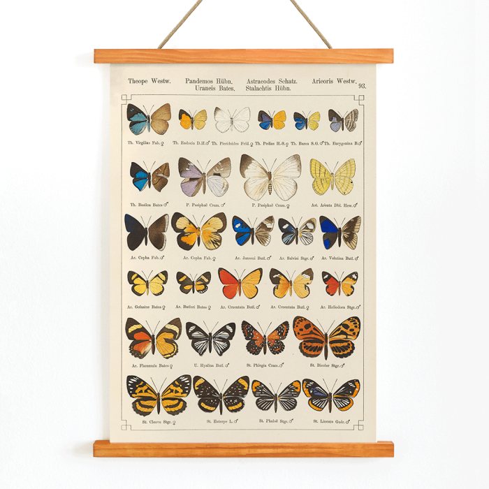 Papillons exotiques Pl.093
