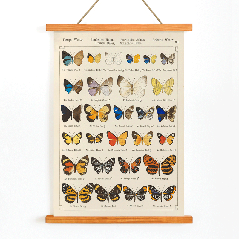 Exotic butterflies Pl.093
