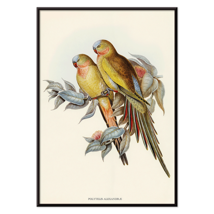 Poster de La Perruche de la Princesse de Galles par Polytelis Alexandrae représentant des oiseaux colorés sur des branches avec des feuilles