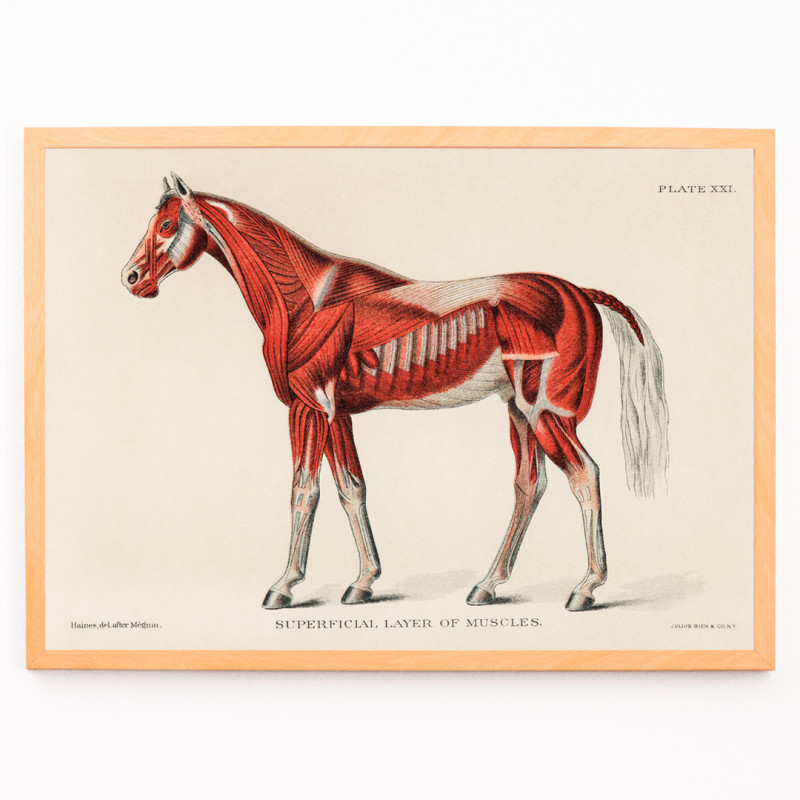 Muskelsystem des Pferdes