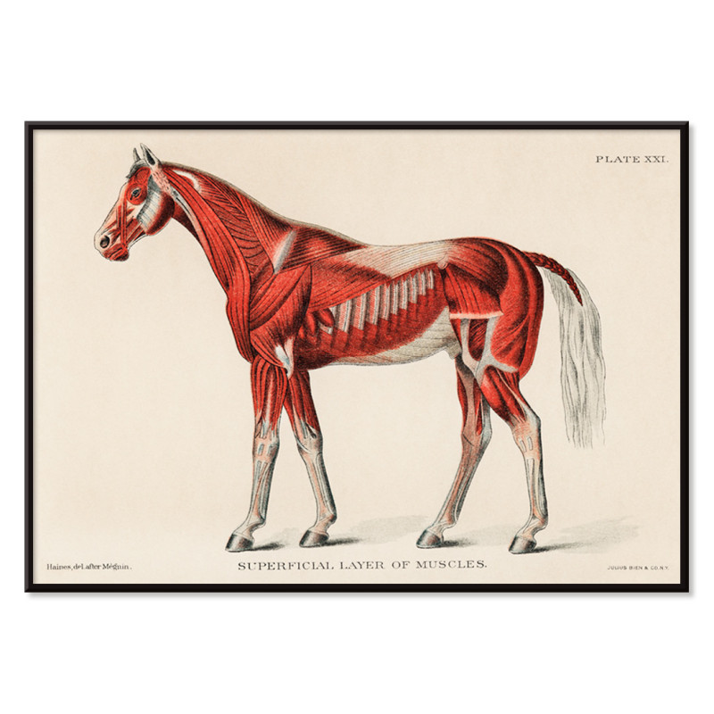 Muskelsystem des Pferdes