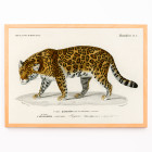 Panthera Onca