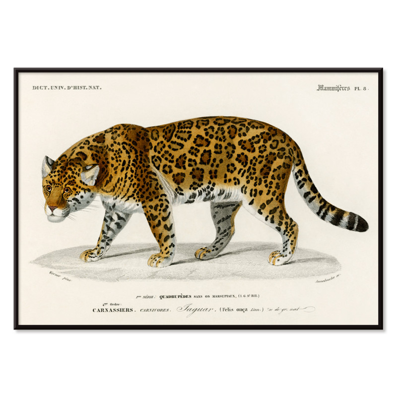 Panthera Onka