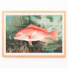 Northern Red Snapper