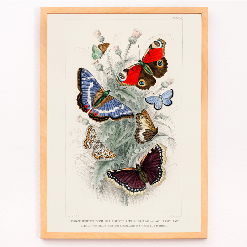 Purpurroter Kaiser-Schmetterling