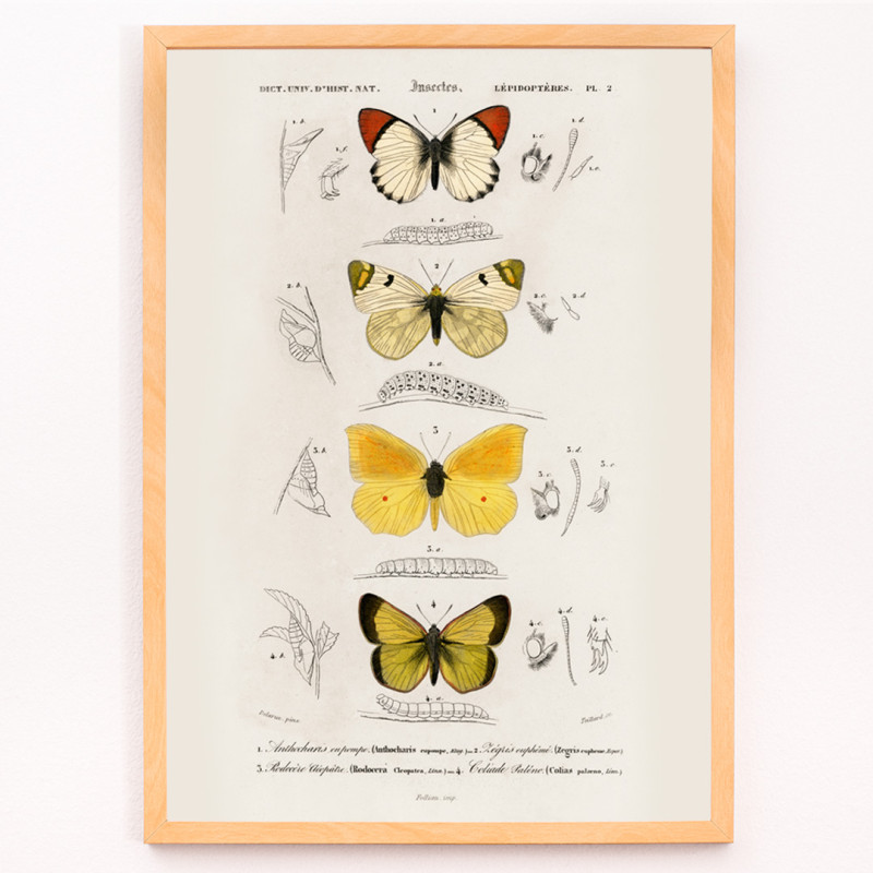 Diferents tipus de papallones