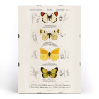 Verschiedene Arten von Schmetterlingen