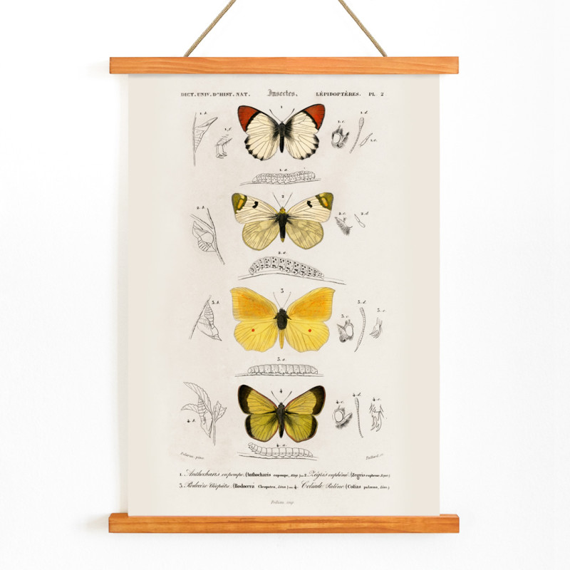 Verschiedene Arten von Schmetterlingen