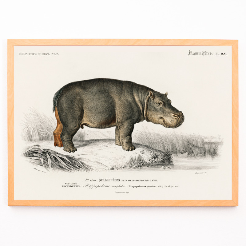 hipopótamo anfíbio