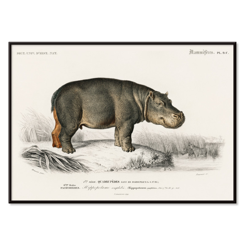 hipopótamo anfibio