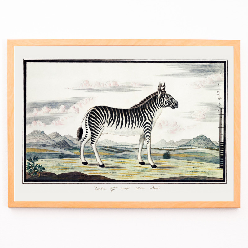 zebra da montanha