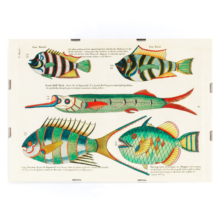 Ilustraciones coloridas y surrealistas de peces 3