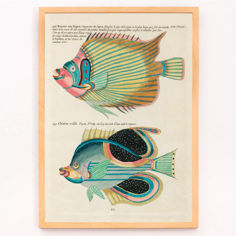 Bunte und surreale Illustrationen von Fischen 8