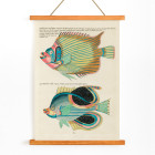 Ilustraciones coloridas y surrealistas de peces 8
