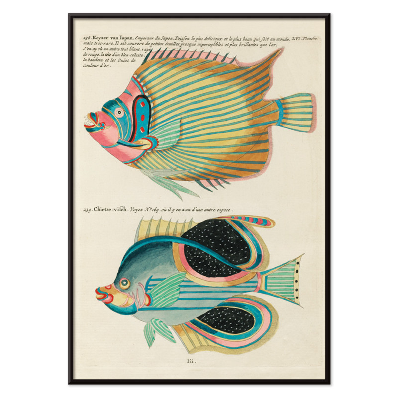 Ilustrações coloridas e surreais de peixes 8
