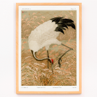 Poster of a Sarus crane standing in a rice field from the artwork titled Sarus crane in rice field by The Ornamental Arts Of Japan