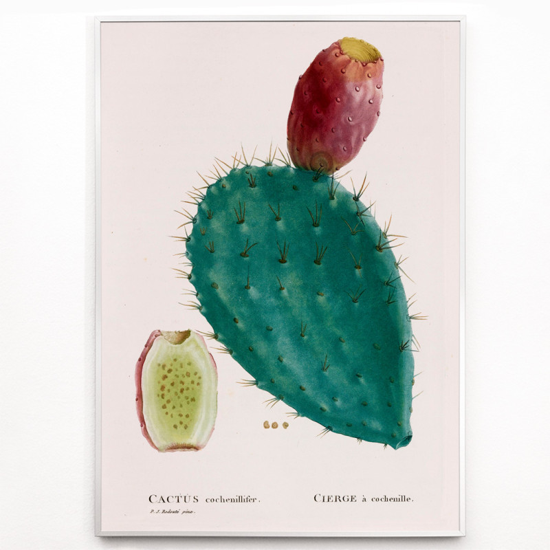 cactus cocciniglia