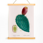 Cactus cochenillifer