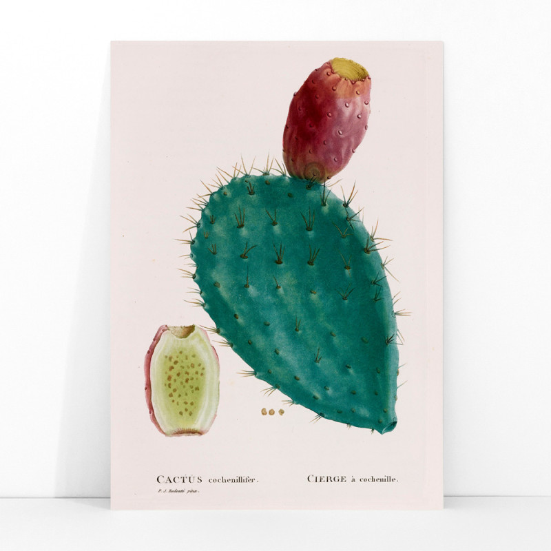cactus cocciniglia