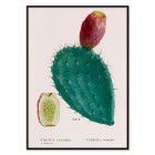 Cochenille-Kaktus