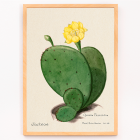 Cactus opuntia de higo indio