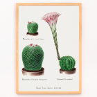 Cactus puntaspilli arcobaleno e giglio pasquale