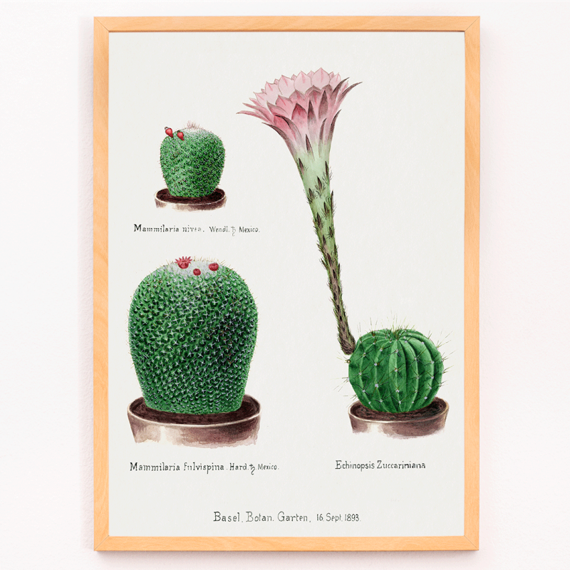 Rainbow Pincushion cactus and Easter lily