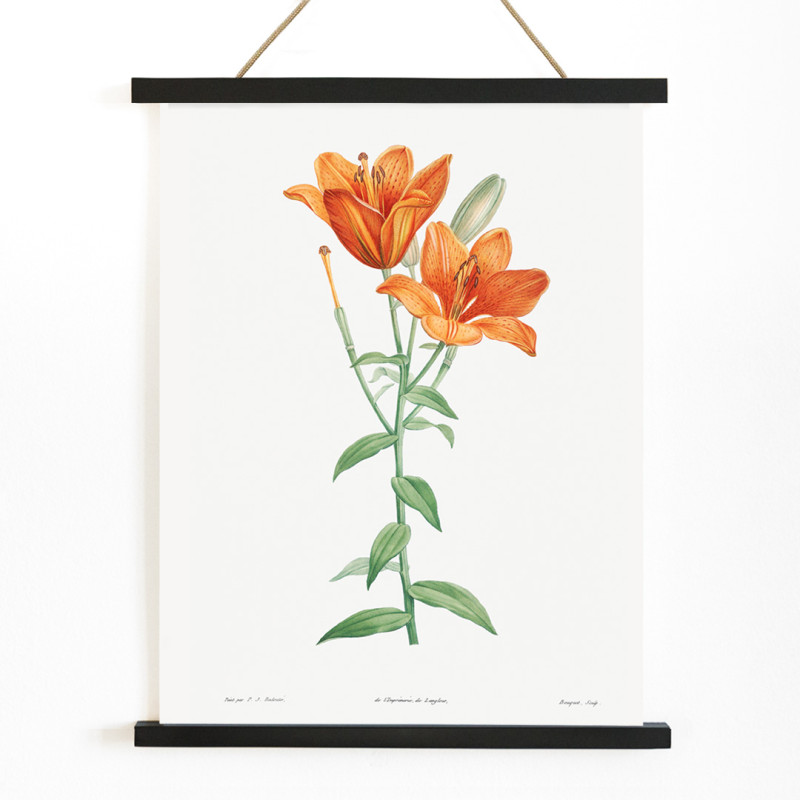 Orange bulbous lily