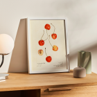 Poster featuring cherries from artwork Prunus avium Cass by Royal Charles Steadman displaying various cherry illustrations.