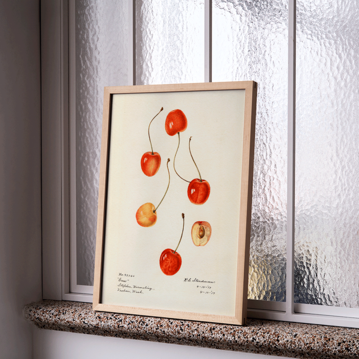 Poster featuring cherries from artwork Prunus avium Cass by Royal Charles Steadman displaying various cherry illustrations.