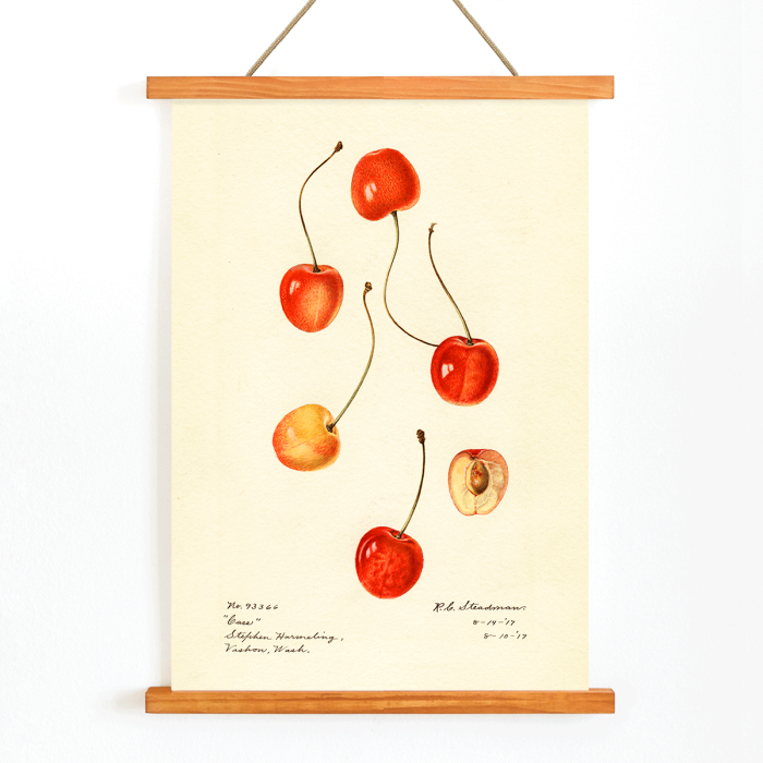 Poster featuring cherries from artwork Prunus avium Cass by Royal Charles Steadman displaying various cherry illustrations.