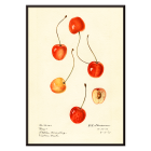 Poster featuring cherries from artwork Prunus avium Cass by Royal Charles Steadman displaying various cherry illustrations.