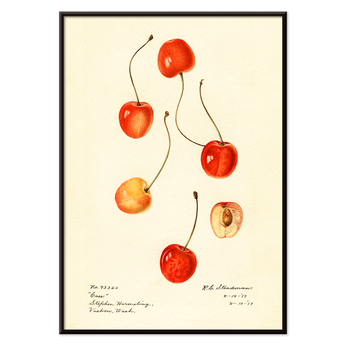 Póster con cerezas de la obra de arte Prunus avium Cass de Royal Charles Steadman que muestra varias ilustraciones de cerezas.