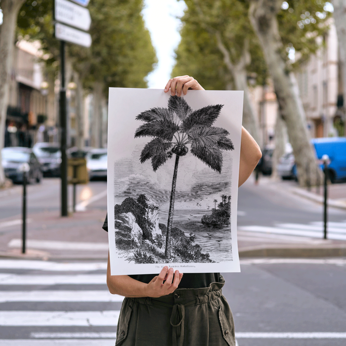 Póster de una palmera junto al mar de Les Palmiers Histoire Iconographique de Oswald de Kerchove de Denterghem.