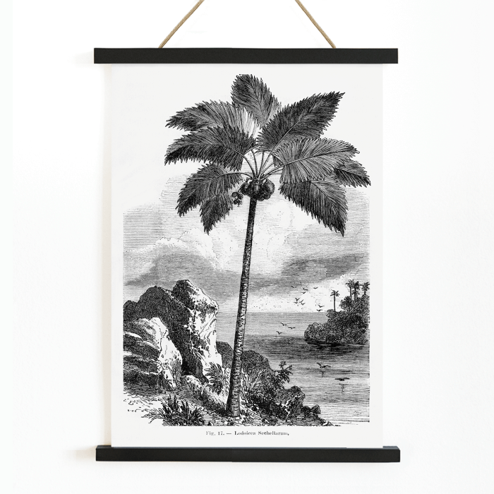 Póster de una palmera junto al mar de Les Palmiers Histoire Iconographique de Oswald de Kerchove de Denterghem.