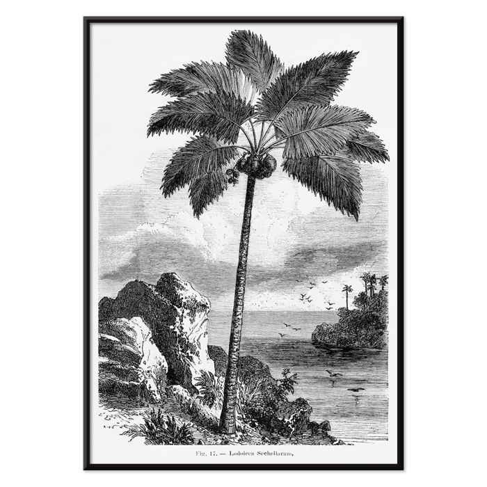 Póster de una palmera junto al mar de Les Palmiers Histoire Iconographique de Oswald de Kerchove de Denterghem.