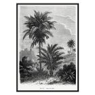 Poster featuring a detailed black and white illustration of palm trees by Oswald de Kerchove de Denterghem Les Palmiers Histoire Iconographique