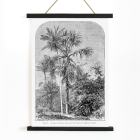 Poster titled Les Palmiers Histoire Iconographique by Oswald de Kerchove de Denterghem depicting palm trees in a tropical forest.