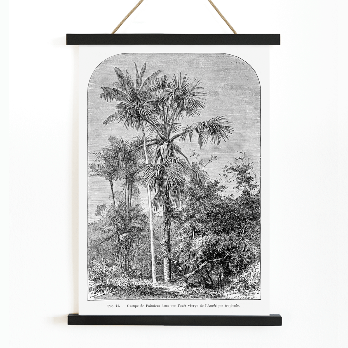 Poster titled Les Palmiers Histoire Iconographique by Oswald de Kerchove de Denterghem depicting palm trees in a tropical forest.