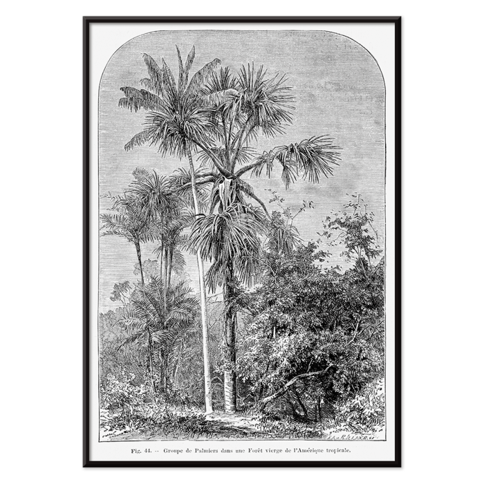 Poster titled Les Palmiers Histoire Iconographique by Oswald de Kerchove de Denterghem depicting palm trees in a tropical forest.