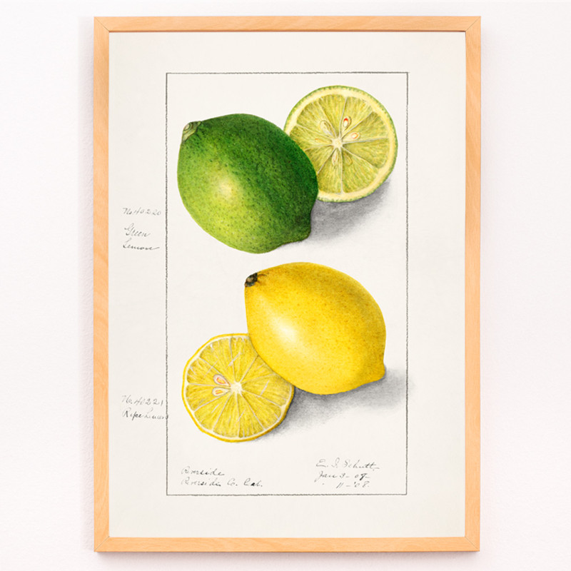 Citrons (Citrus Limon)
