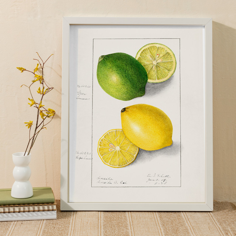 Lemons (Citrus Limon)